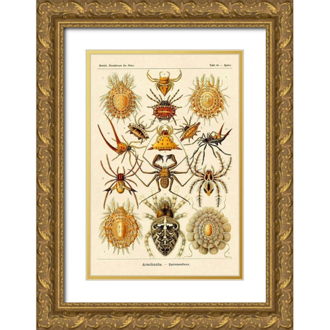 Haeckel Nature Illustrations: Spiders Gold Ornate Wood Framed Art Print with Double Matting by Haeckel, Ernst