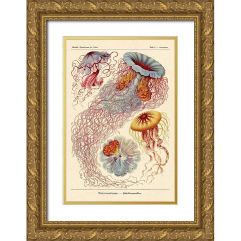 Haeckel Nature Illustrations: Jelly Fish Gold Ornate Wood Framed Art Print with Double Matting by Haeckel, Ernst