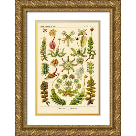 Haeckel Nature Illustrations: Corals Gold Ornate Wood Framed Art Print with Double Matting by Haeckel, Ernst