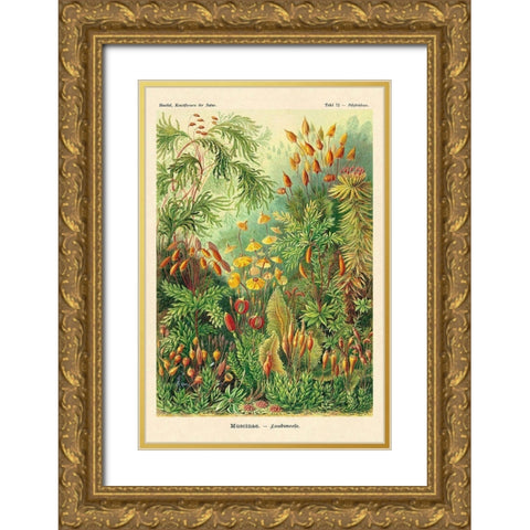 Haeckel Nature Illustrations: Muscinae Gold Ornate Wood Framed Art Print with Double Matting by Haeckel, Ernst