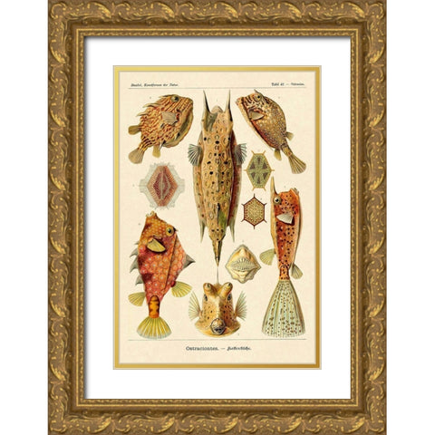 Haeckel Nature Illustrations: Boxfish Gold Ornate Wood Framed Art Print with Double Matting by Haeckel, Ernst
