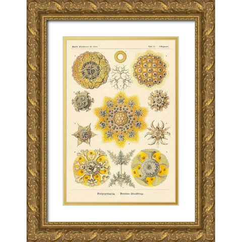 Haeckel Nature Illustrations: Polycytaria Radiolaria Gold Ornate Wood Framed Art Print with Double Matting by Haeckel, Ernst