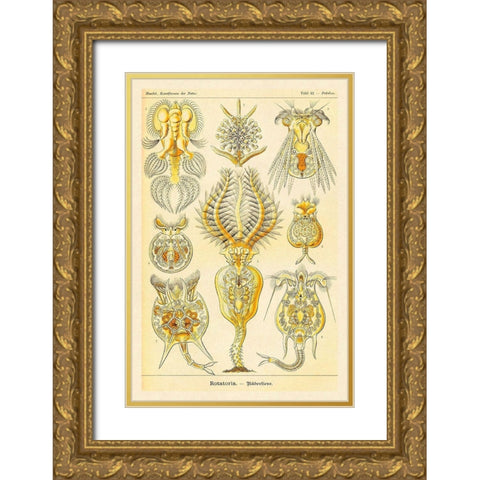 Haeckel Nature Illustrations: Rotatoria, rotifera worms Gold Ornate Wood Framed Art Print with Double Matting by Haeckel, Ernst