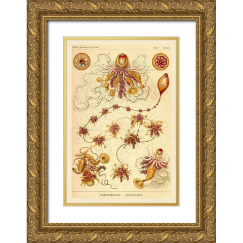 Haeckel Nature Illustrations: Siphoneae Hydrozoa Gold Ornate Wood Framed Art Print with Double Matting by Haeckel, Ernst
