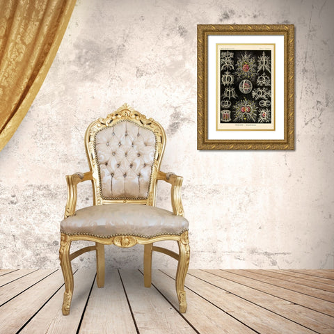 Haeckel Nature Illustrations: Stephoidea Gold Ornate Wood Framed Art Print with Double Matting by Haeckel, Ernst