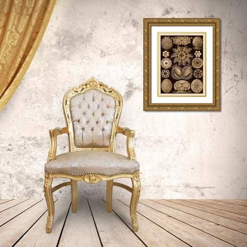 Haeckel Nature Illustrations: Ascidiae - Sepia Tint Gold Ornate Wood Framed Art Print with Double Matting by Haeckel, Ernst