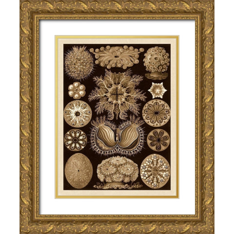 Haeckel Nature Illustrations: Ascidiae - Sepia Tint Gold Ornate Wood Framed Art Print with Double Matting by Haeckel, Ernst
