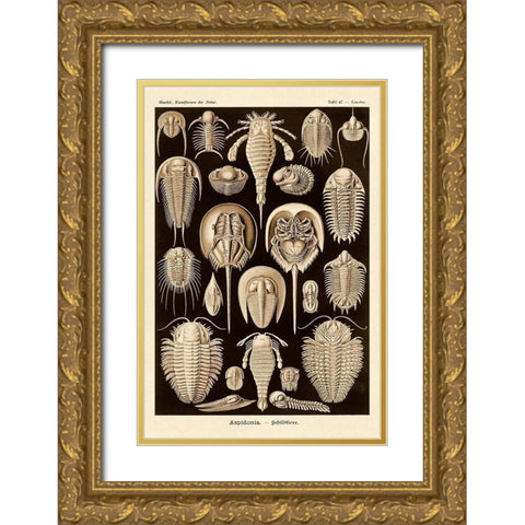 Haeckel Nature Illustrations: Athropods - Sepia Tint Gold Ornate Wood Framed Art Print with Double Matting by Haeckel, Ernst