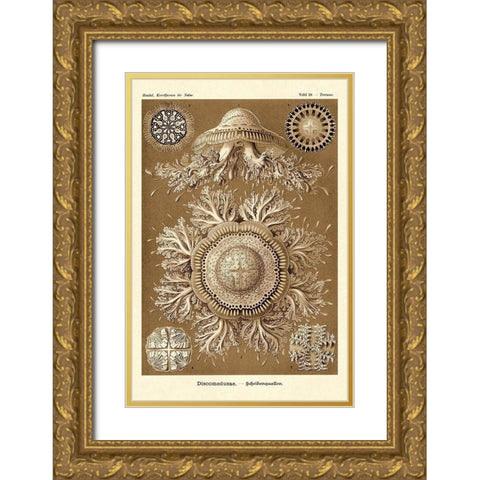 Haeckel Nature Illustrations: Jelly Fish - Sepia Tint Gold Ornate Wood Framed Art Print with Double Matting by Haeckel, Ernst