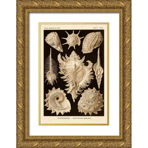 Haeckel Nature Illustrations: Gastropods - Sepia Tint Gold Ornate Wood Framed Art Print with Double Matting by Haeckel, Ernst