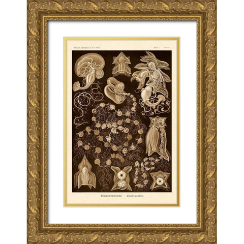 Haeckel Nature Illustrations: Siphoneae Hydrozoa - Sepia Tint Gold Ornate Wood Framed Art Print with Double Matting by Haeckel, Ernst