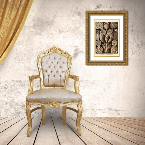 Haeckel Nature Illustrations: Tetracoralla, Coral - Sepia Tint Gold Ornate Wood Framed Art Print with Double Matting by Haeckel, Ernst