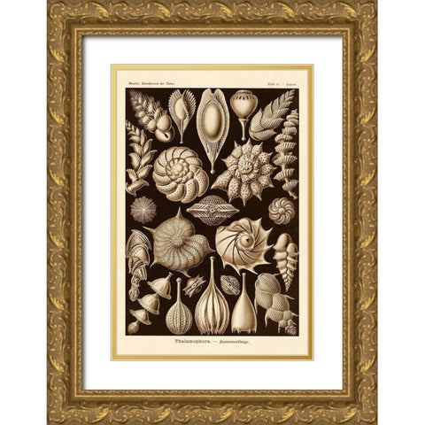 Haeckel Nature Illustrations: Thalamophora, Forminifera - Sepia Tint Gold Ornate Wood Framed Art Print with Double Matting by Haeckel, Ernst