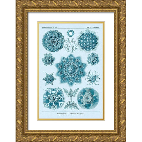 Haeckel Nature Illustrations: Polycytaria Radiolaria - Blue-Green Tint Gold Ornate Wood Framed Art Print with Double Matting by Haeckel, Ernst