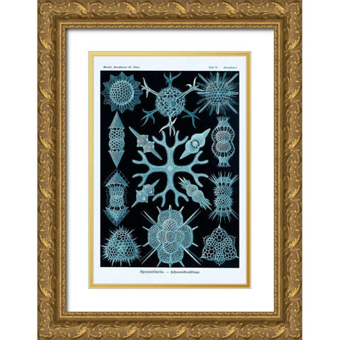 Haeckel Nature Illustrations: Spumellaria - Blue-Green Tint Gold Ornate Wood Framed Art Print with Double Matting by Haeckel, Ernst
