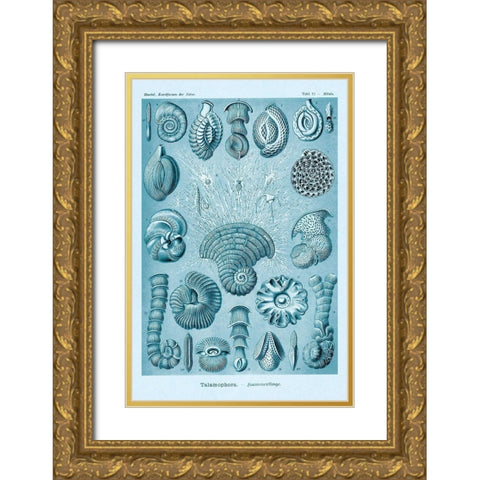 Haeckel Nature Illustrations: Talamophora, Formanifera, Rhisopods - Blue-Green Tint Gold Ornate Wood Framed Art Print with Double Matting by Haeckel, Ernst