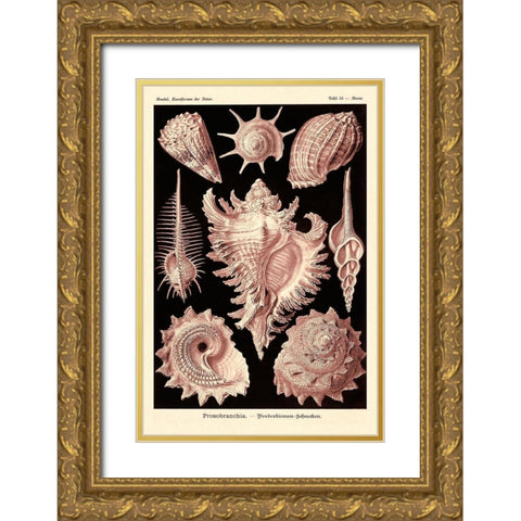 Haeckel Nature Illustrations: Gastropods - Rose Tint Gold Ornate Wood Framed Art Print with Double Matting by Haeckel, Ernst