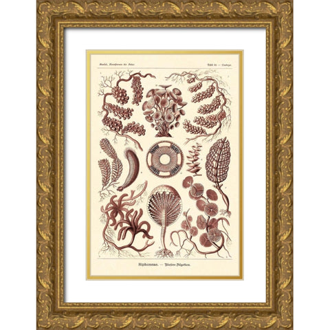 Haeckel Nature Illustrations: Siphoneae Hydrozoa - Rose Tint Gold Ornate Wood Framed Art Print with Double Matting by Haeckel, Ernst
