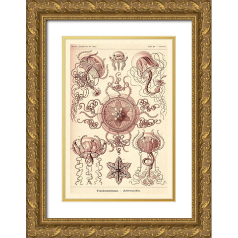 Haeckel Nature Illustrations: Trachomedusae - Jellyfish - Rose Tint Gold Ornate Wood Framed Art Print with Double Matting by Haeckel, Ernst