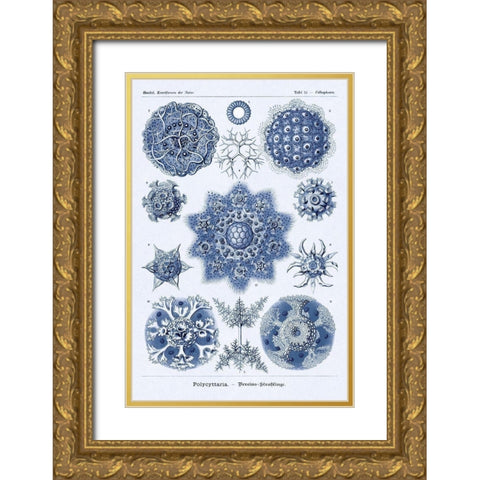 Haeckel Nature Illustrations: Siphoneae Hydrozoa - Dark Blue Tint Gold Ornate Wood Framed Art Print with Double Matting by Haeckel, Ernst
