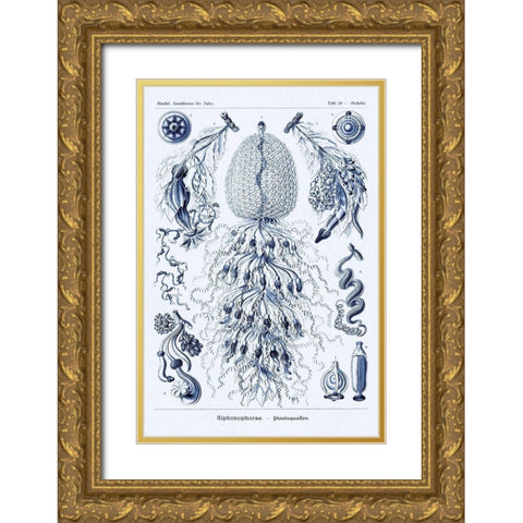Haeckel Nature Illustrations: Siphoneae Hydrozoa - Dark Blue Tint Gold Ornate Wood Framed Art Print with Double Matting by Haeckel, Ernst