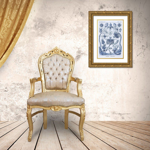 Haeckel Nature Illustrations: Cephlopods - Dark Blue Tint Gold Ornate Wood Framed Art Print with Double Matting by Haeckel, Ernst