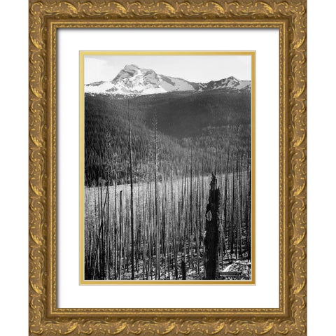 Burned Area, Glacier National Park, Montana - National Parks and Monuments, 1941 Gold Ornate Wood Framed Art Print with Double Matting by Adams, Ansel