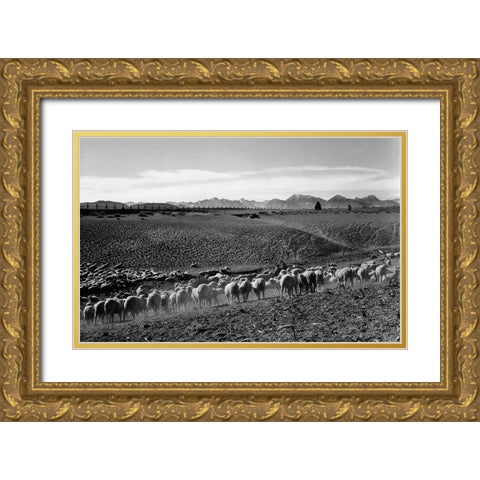 Flock in Owens Valley, California, 1941 Gold Ornate Wood Framed Art Print with Double Matting by Adams, Ansel