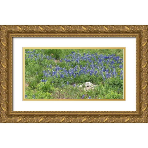 Bluebonnets at the Lady Bird Johnson Wildflower Center, near Austin, TX Gold Ornate Wood Framed Art Print with Double Matting by Highmith, Carol