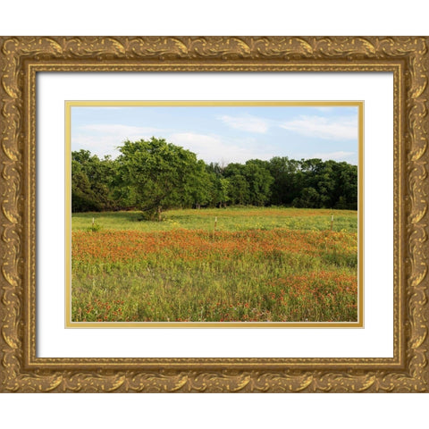 A field of wildflowers near the town of Trenton in Fannin County in Northeast Texas Gold Ornate Wood Framed Art Print with Double Matting by Highmith, Carol