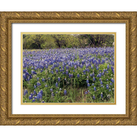 A pretty field of bluebonnets near Marble Falls, TX Gold Ornate Wood Framed Art Print with Double Matting by Highmith, Carol