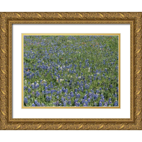 Bluebonnets, Fredericksburg, TX Gold Ornate Wood Framed Art Print with Double Matting by Highmith, Carol