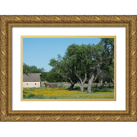 Horse on a meadow in the Lyndon B. Johnson National Historical Park in Johnson City, TX Gold Ornate Wood Framed Art Print with Double Matting by Highmith, Carol