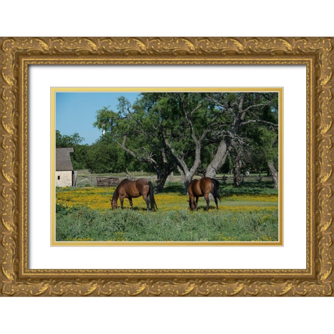 Horses grazing on a meadow in the Lyndon B. Johnson National Historical Park in Johnson City, TX Gold Ornate Wood Framed Art Print with Double Matting by Highmith, Carol