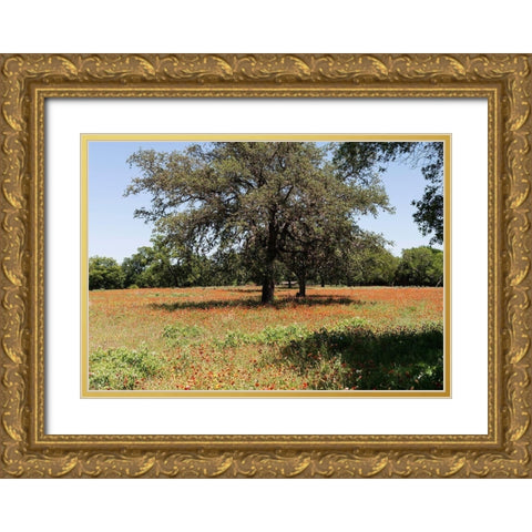 Shade trees and wildflowers on the LBJ Ranch, near Stonewall in the Texas Hill Country Gold Ornate Wood Framed Art Print with Double Matting by Highmith, Carol