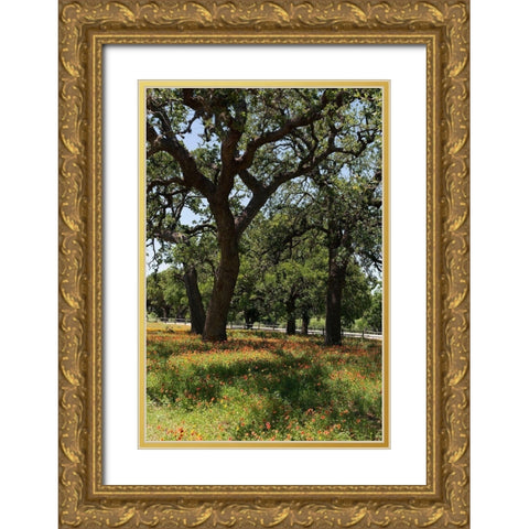 Shade trees and wildflowers on the LBJ Ranch, near Stonewall in the Texas Hill Country Gold Ornate Wood Framed Art Print with Double Matting by Highmith, Carol