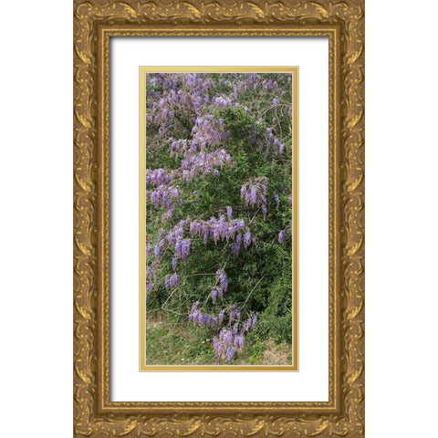 Spring flowers in Big Thicket National Preserve Gold Ornate Wood Framed Art Print with Double Matting by Highmith, Carol