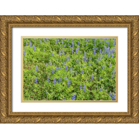 Spring flowers in Big Thicket National Preserve Gold Ornate Wood Framed Art Print with Double Matting by Highmith, Carol