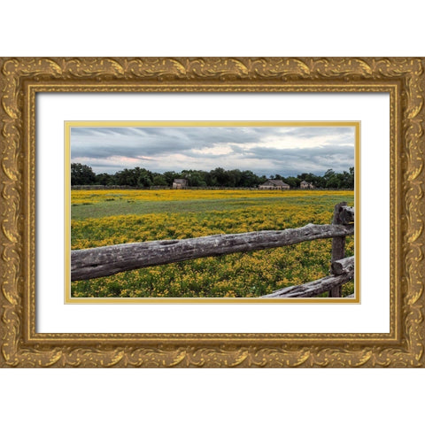 Vivid field of wildflowers in the Lyndon B. Johnson National Historical Park in Johnson City, TX Gold Ornate Wood Framed Art Print with Double Matting by Highmith, Carol