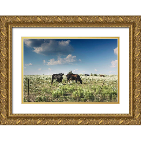 Cows in a field of wildflowers in rural Hunt County near Greenville, TX Gold Ornate Wood Framed Art Print with Double Matting by Highmith, Carol