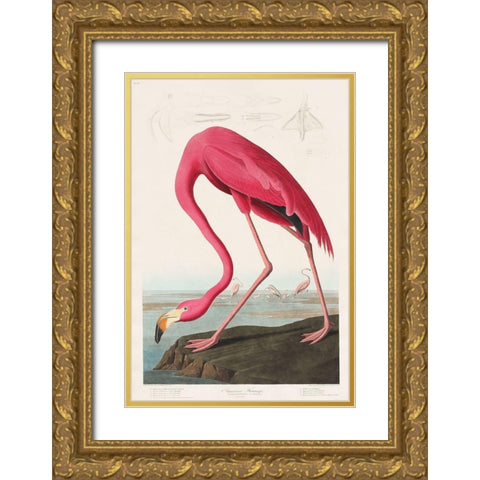 Pink Flamingo Gold Ornate Wood Framed Art Print with Double Matting by Audubon, John James