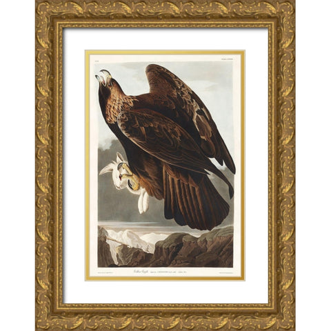 Golden Eagle Gold Ornate Wood Framed Art Print with Double Matting by Audubon, John James