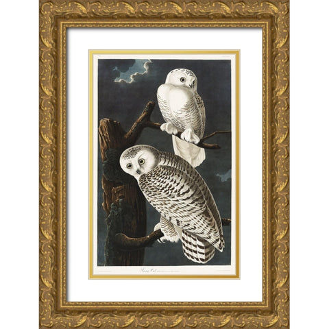 Snowy Owl Gold Ornate Wood Framed Art Print with Double Matting by Audubon, John James