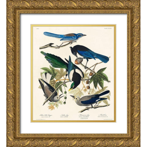 Yellow-Billed Magpie, Stellers Jay, Ultramarine Jay and Clarks Crow Gold Ornate Wood Framed Art Print with Double Matting by Audubon, John James