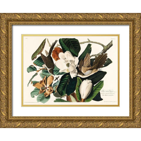 Black-billed Cuckoo Gold Ornate Wood Framed Art Print with Double Matting by Audubon, John James