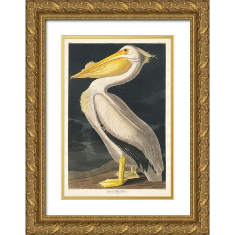 American White Pelican Gold Ornate Wood Framed Art Print with Double Matting by Audubon, John James