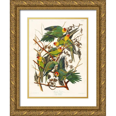 Carolina Parrot Gold Ornate Wood Framed Art Print with Double Matting by Audubon, John James