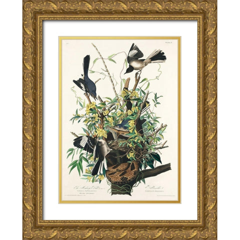 Mocking Bird Gold Ornate Wood Framed Art Print with Double Matting by Audubon, John James