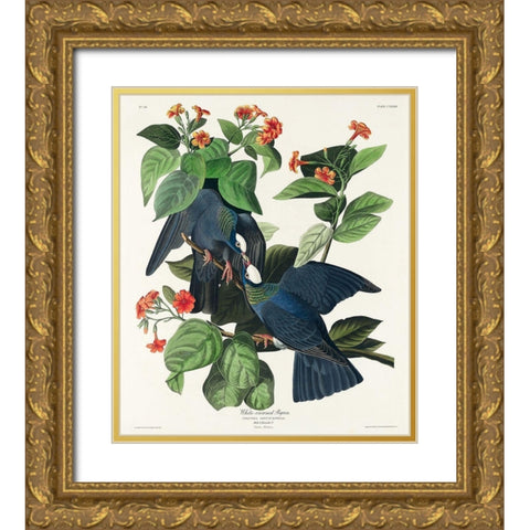 White-crowned Pigeon Gold Ornate Wood Framed Art Print with Double Matting by Audubon, John James