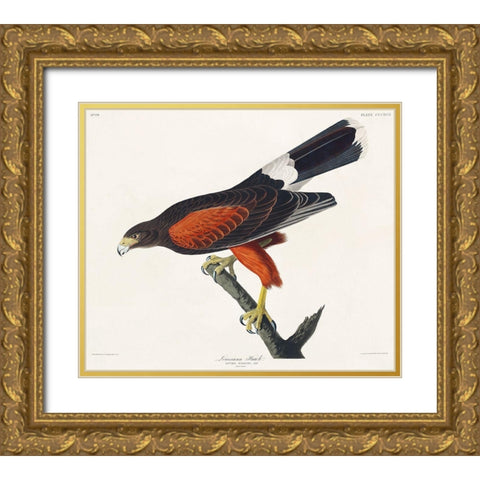 Louisiana Hawk Gold Ornate Wood Framed Art Print with Double Matting by Audubon, John James